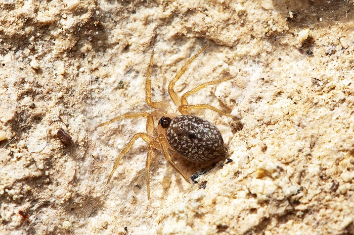 Oecobius sp. da Malta